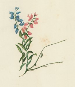 Polygala Vulgaris da English School