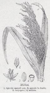 Miglio
