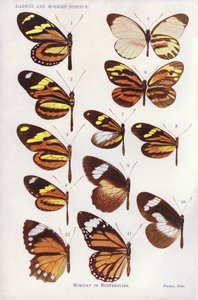 Mimetismo nelle farfalle (litografia a colori) da English School