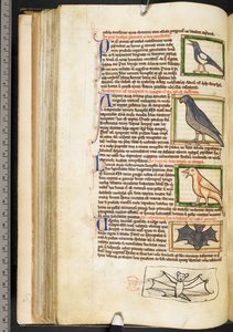 Miniature di uccelli e disegno marginale di un pipistrello, da Miscellanea teologica da English School