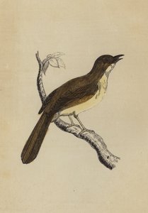 Uccello Beffardo