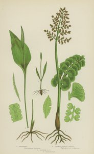 Felce Lunaria, Lingua di Serpente Comune, Lingua di Serpente Minore da English School