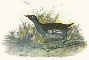 Gallinella d