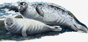 Madre e cucciolo di foca