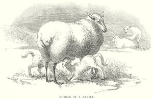 Madre di famiglia (incisione)
