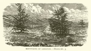 Montagne del Libano, Osea, xiv, 5 (incisione)