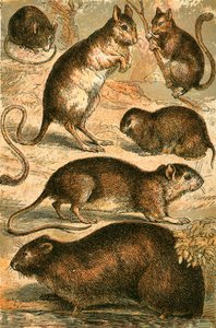 Topo, Gerboa, Ratto, Topo muschiato, Ghiro e Topo di campagna