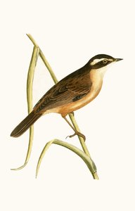 Moustached Warbler, illustrazione da 