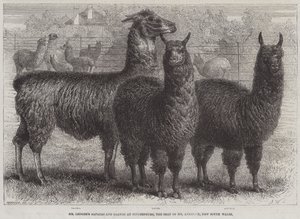 Gli alpaca e i lama del signor Ledger a Sophienburg, la residenza del signor Atkinson, Nuovo Galles del Sud (incisione)