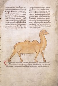 Ms.254 f.9r Cammello da un bestiario in latino, inglese, inizio XIII secolo (manoscritto)