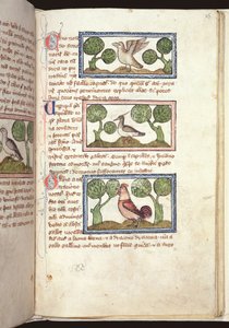 Ms 379, f.25r: Tre uccelli a terra, da un Bestiario, inizio XIV secolo da English School