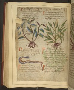Illustrazioni di Petersilie, Cawel e un serpente, da un antico erbario inglese originariamente di Apuleio (123-80 d.C.), inizio XI secolo