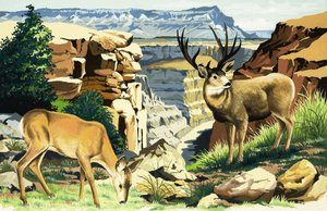 Cervo mulo al Parco Nazionale del Grand Canyon da English School