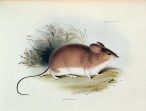 Mus Darwinii, illustrazione da La Zoologia del Viaggio dell