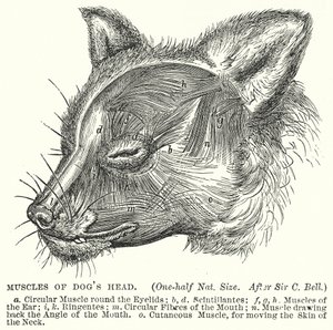 Muscoli della testa di cane (incisione)