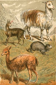 Cervo muschiato, lama, vigogna e paca fuligginosa