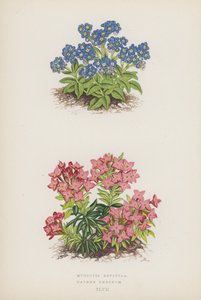 Myosotis Rupicola; Daphne Cneorum (litografia a colori) da English School