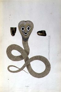 Serpente Nagoo da 