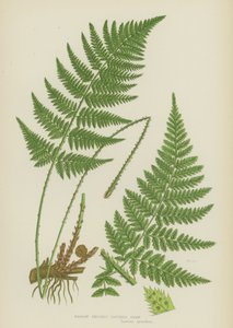 Felce dentata stretta