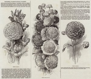 Società Nazionale di Floricoltura