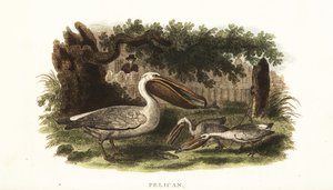 Metodo di pesca dei nativi americani con i pellicani