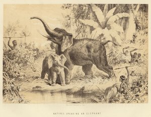 Indigeni che infilzano un elefante da English School
