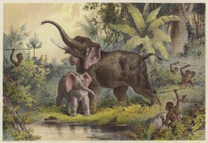Indigeni che infilzano un elefante da English School
