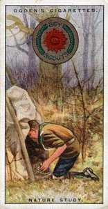 Distintivo di Studio della Natura per Scout, Scout che entra in un Nascondiglio, 1929