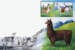 Il regno della natura: Guarda -- Niente gobbe!