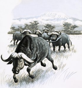Il regno della natura: Stai lontano dal bufalo! da English School