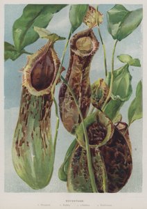 Nepenthes da English School