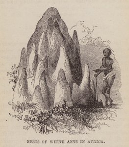 Nidi di termiti bianche in Africa da English School