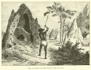 Nidi delle termiti bianche, Termiti