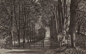 Newbury: Viale, Highclere Park (litografia)