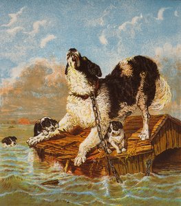 Cane di Terranova e cuccioli in pericolo da English School