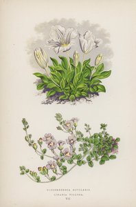 Nierembergia Rivularis; Linaria Villosa (litografia a colori) da English School