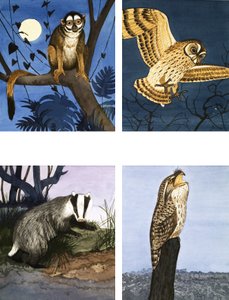 Creature della notte