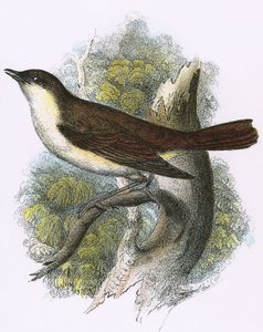 Usignolo