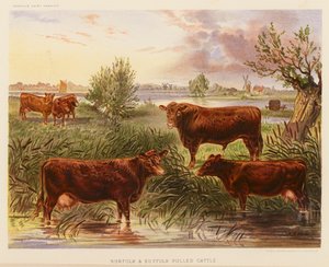 Bovini Norfolk e Suffolk Polled da English School