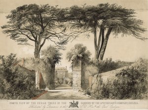 Veduta nord dei cedri nei Giardini della Compagnia degli Speziali, Chelsea, Londra da English School