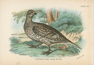 Gallo della prateria settentrionale