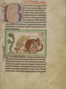 Bestiario di Northumberland, c.1250-60