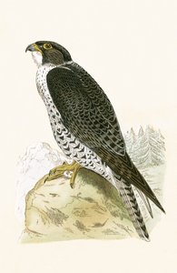 Falco norvegese, illustrazione da 