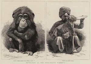 Novità ai Giardini Zoologici (incisione)