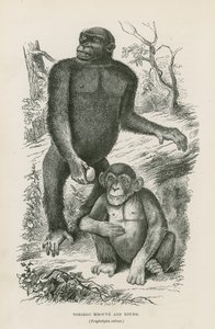 Nshiego Mbouve e Giovane, Troglodytes Calvu da English School
