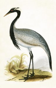 Gru Numidica, illustrazione da 