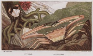 Granchio di noce, Granchio angolato (litografia a colori)