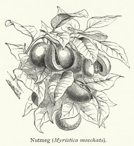 Noce moscata (Myristica moschata) (incisione) da English School
