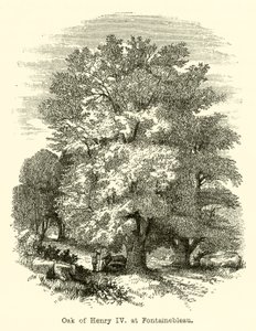 Quercia di Enrico IV, a Fontainebleau (incisione)