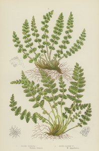 Woodsia oblonga, Woodsia a foglie rotonde